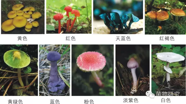 多彩的蘑菇世界（二）：七彩蘑菇